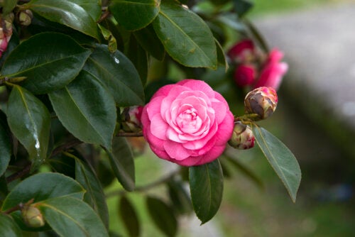 7 Roselike Flowers for Your Garden