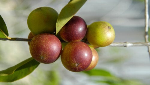 Camu Camu: What It Is, Benefits and How to Use It