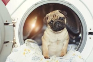 5 Tips to Safely Clean and Disinfect Pet Bedding
