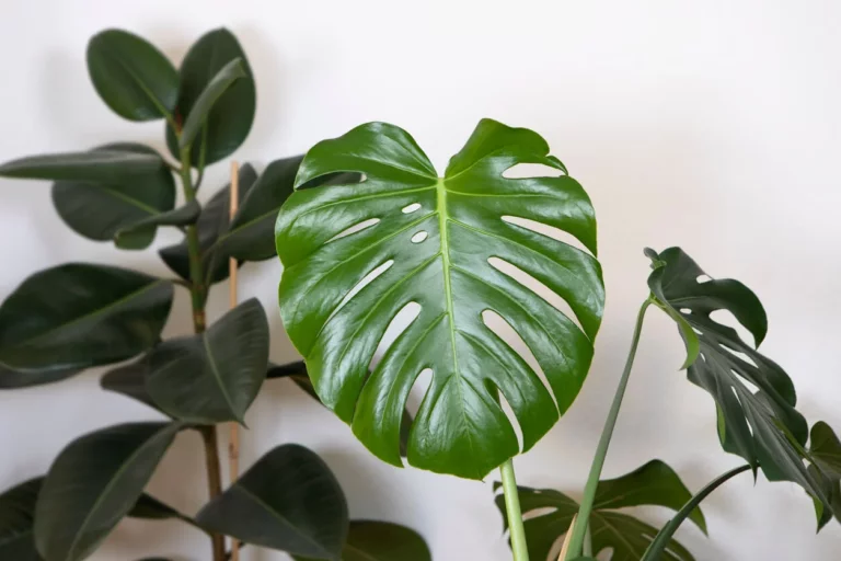 6 Tips to Care for a Monstera deliciosa