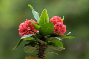 Tips to Keep Your Crown of Thorns Blooming All Year Round