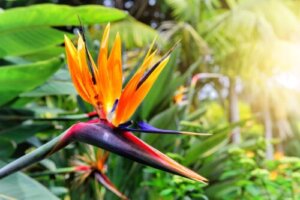 Bird of Paradise Plant: Characteristics and Care