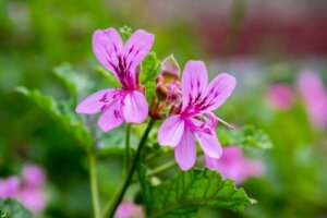 Geraniums: Characteristics and Care