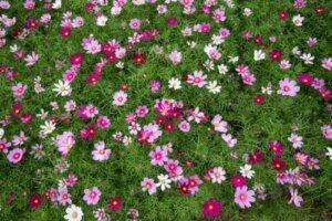 All About Japanese Grass and How to Care For It