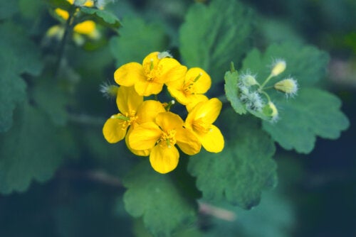 Greater Celandine: Medicinal Properties and Contraindications