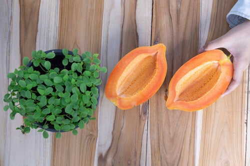 How to Grow and Harvest Papaya at Home in Under a Year