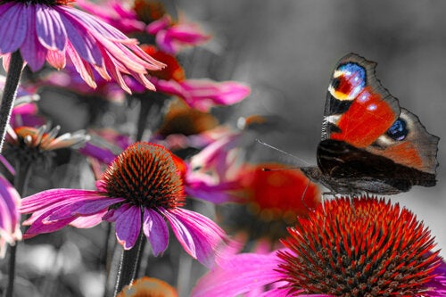 Plants, Care, and Tips to Start a Butterfly Garden at Home