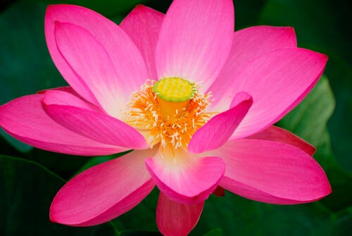 How to Grow a Lotus Flower in a Fish Tank