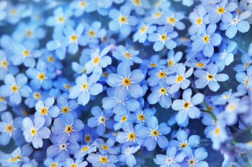 Best Tips to Keep Your Forget-Me-Not Plant Blooming