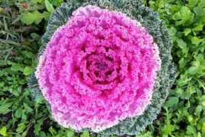 Tips for Growing Colorful Ornamental Cabbages