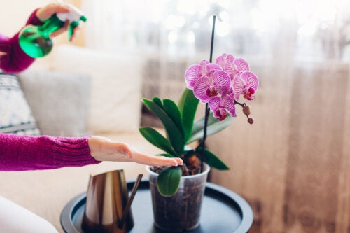 7 Colorful Indoor Orchids for Decorating Your Home