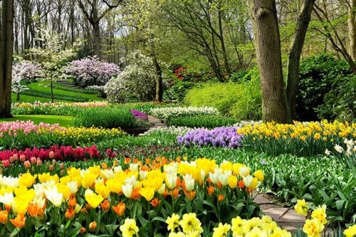 Spring is Here! Plant These 8 Bulbs in Your Garden to Fill it with Life and Color