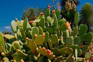 How to Plant Nopal Cactus at Home: A Complete Guide