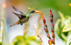 How to Have a Pollinator-Friendly Garden