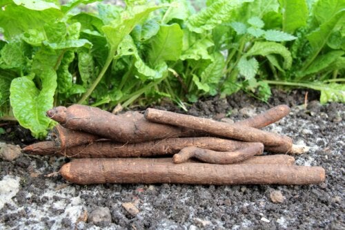 What Is Salsify and How to Include It in the Diet?