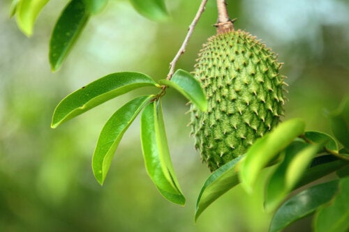 Soursop Leaves: Nutritional Properties, Uses and Preparation