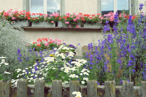 10 Tall Flowering Plants For a More Vertical Garden