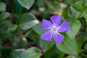 A Care Guide for Vinca to Fill Your Garden with Flowers this Spring