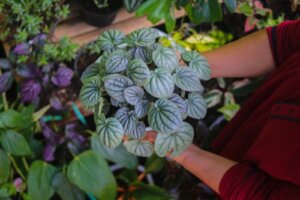 The 6 Best Types of Peperomia to Have at Home and How to Care for Them