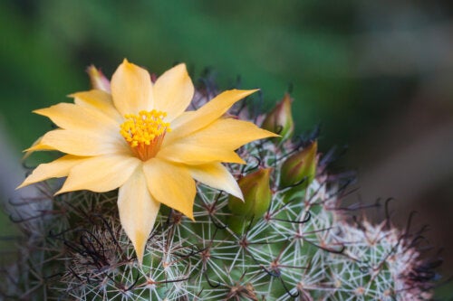 6 Practical Tips to Make Cacti Bloom