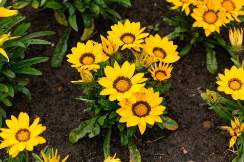 Learn How to Care For Gazanias So They Bloom Longer