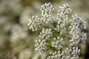 The Anise Plant: Cultivation and Care