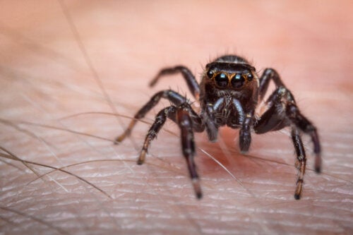 Spider Bites: First Aid and When to See a Doctor