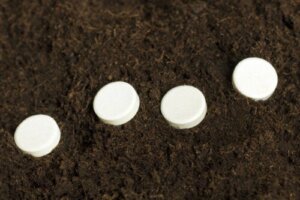 Can Aspirin Help Plants to Root?