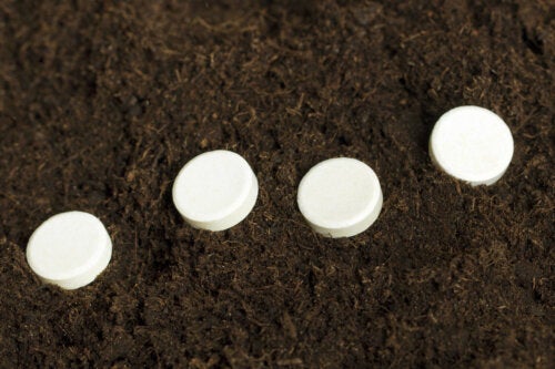 Can Aspirin Help Plants to Root?