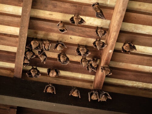 4 Tips to Scare Bats Away from Your House