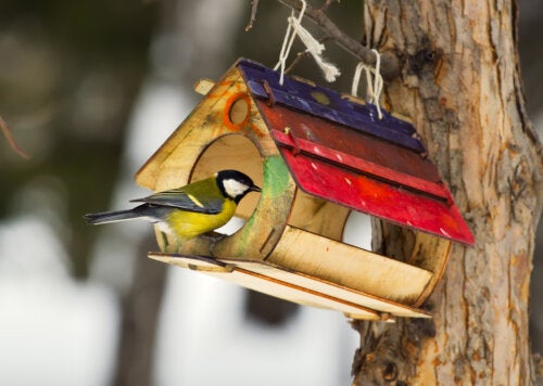 Bird Feeders: Learn The Benefits and How to Make Them at Home
