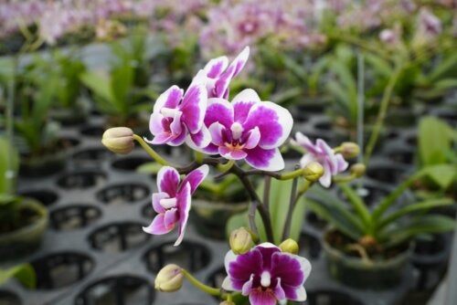 Dendrobium Orchids: Cultivation and Care