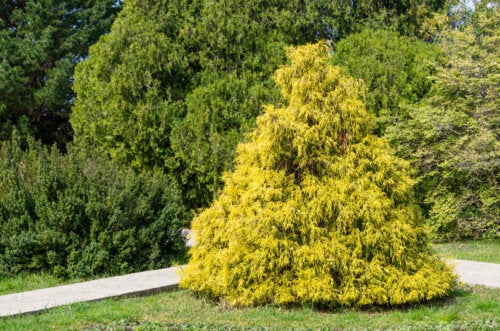 How to Care for False Cypress