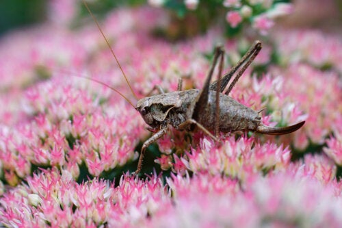 How to Safely Eliminate Crickets or Grasshoppers from Your Garden