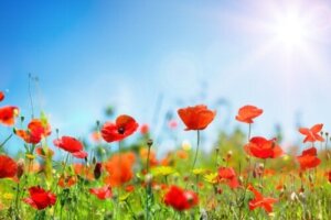 10 Garden Plants that Best Withstand Sun and Drought