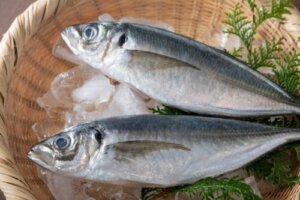 Horse Mackerel, a Fish with an Excellent Nutritional Value
