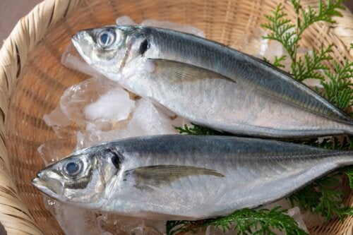 Horse Mackerel, a Fish with an Excellent Nutritional Value