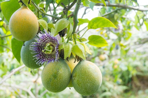 How to Plant and Care for Passion Fruit at Home