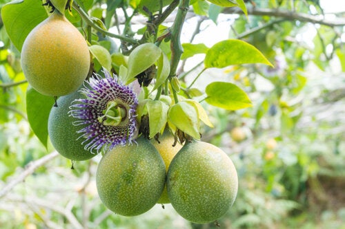 How To Plant And Care For Passion Fruit At Home how-to-plant-and-care-for-passion-fruit-at-home
