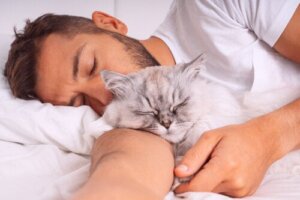Is It OK to Sleep With My Cat?
