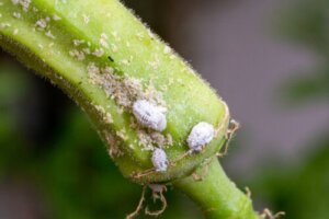 How to Eliminate Cottony Mealybugs from Your Plants