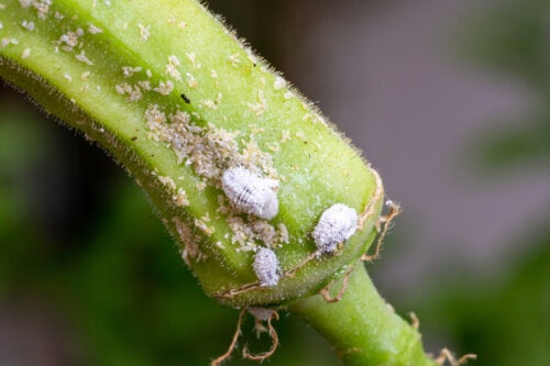 How to Eliminate Cottony Mealybugs from Your Plants