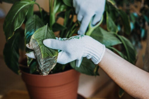 3 Effective Tips to Keep Your Houseplants Fungus-Free
