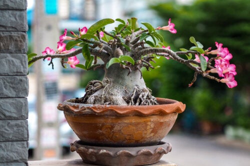 Tips for Planting and Looking After the Desert Rose at Home