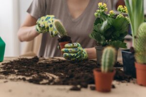 How to Transplant a Cactus and Not Get Hurt: A Step-by-step Guide