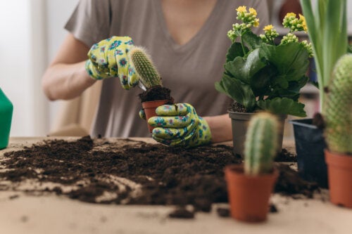 How to Transplant a Cactus and Not Get Hurt: A Step-by-step Guide
