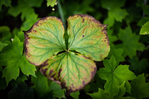 Why Do Geranium Leaves Turn Yellow? 8 Possible Reasons With Solutions