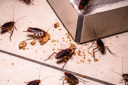 Cockroaches Are a Health Hazard: Myth or Reality?