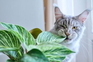 8 Dangerous Houseplants for Dogs and Cats, Take Care of Your Pets!
