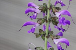 Red Sage: Characteristics, Uses and Benefits